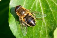Eristalis