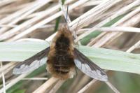 Bombylius major