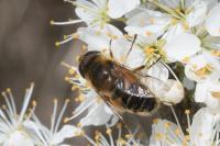 Eristalis similis