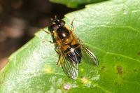 Epistrophe eligans