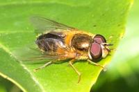 Epistrophe eligans
