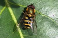 Syrphus ribesii