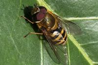 Syrphus ribesii
