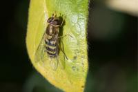 Syrphus
