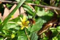 Bombylius major