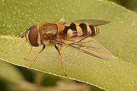 Syrphus