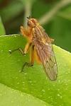 Scathophaga stercoraria