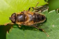Eristalis pertinax
