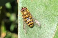 Syrphus ribesii