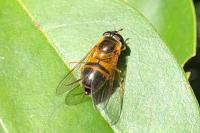 Epistrophe eligans