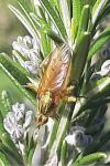 Scathophaga stercoraria
