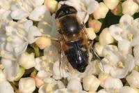 Eristalis pertinax