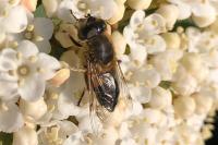 Eristalis pertinax