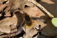 Bombylius major