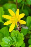 Episyrphus balteatus