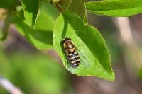 Syrphus ribesii