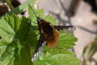 Bombylius major
