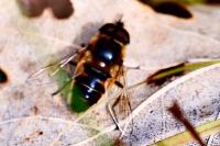 Eristalis similis