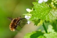 Bombylius major