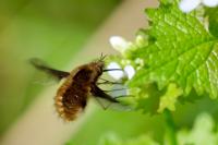 Bombylius major