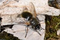 Tachina lurida