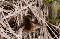 Bombylius major