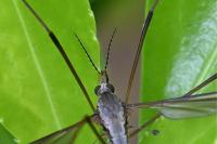 Tipula