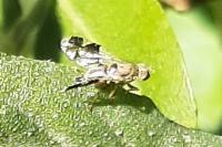 Tephritis formosa