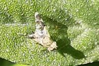 Tephritis formosa