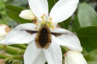 Bombylius major