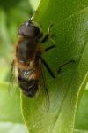 Eristalis tenax
