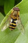 Syrphus
