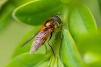 Epistrophe eligans