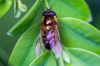 Epistrophe eligans