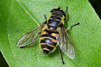 Myathropa florea