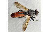 Cylindromyia bicolor