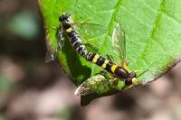 Sphaerophoria scripta