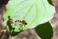 Sphaerophoria scripta