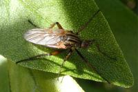 Empis tessellata