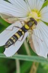 Sphaerophoria scripta