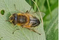 Eristalis similis