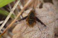 Bombylius major
