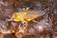 Scathophaga stercoraria