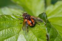 Tachina fera