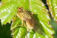 Scathophaga stercoraria