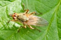 Scathophaga stercoraria