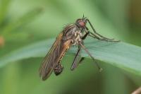 Empis tessellata