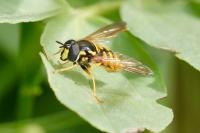 Chrysotoxum cautum