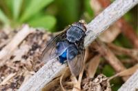 Calliphora vicina/vomitoria