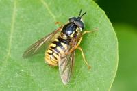 Chrysotoxum cautum